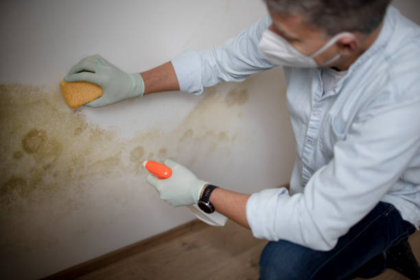 Mold Testing and Removal in Goshen, AR