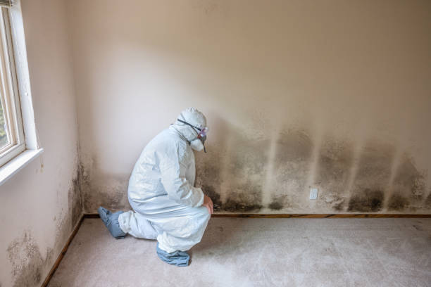 Best Home Mold Removal  in Goshen, AR