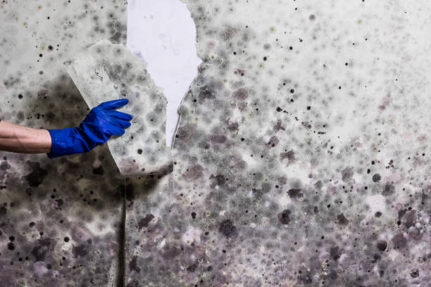 Best Certified Mold Removal  in Goshen, AR