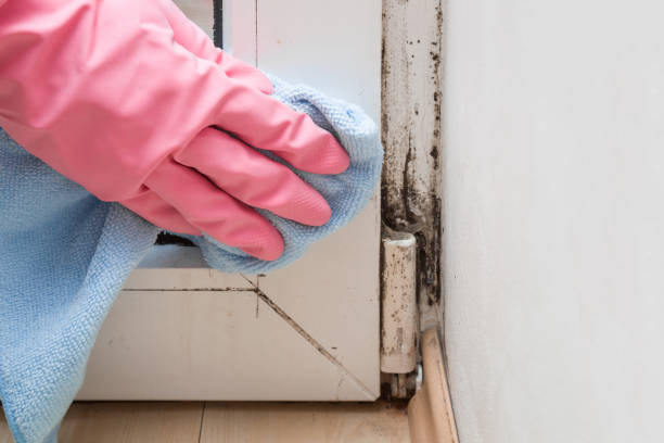 Best Best Mold Removal Companies  in Goshen, AR